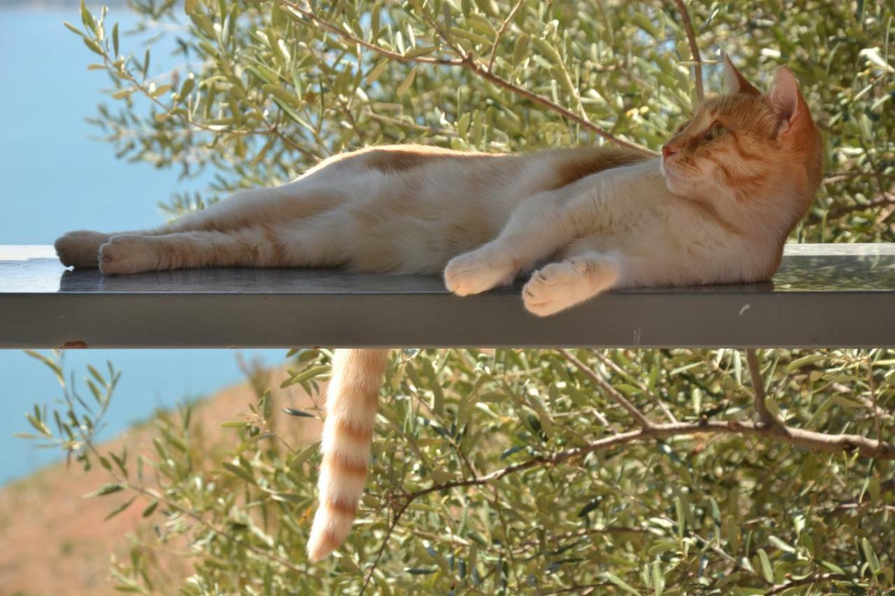 Art Studio Kefalonia Dhavgata ภายนอก รูปภาพ